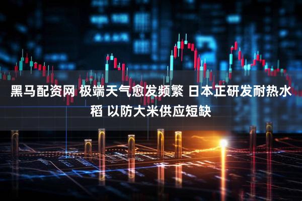 黑马配资网 极端天气愈发频繁 日本正研发耐热水稻 以防大米供应短缺